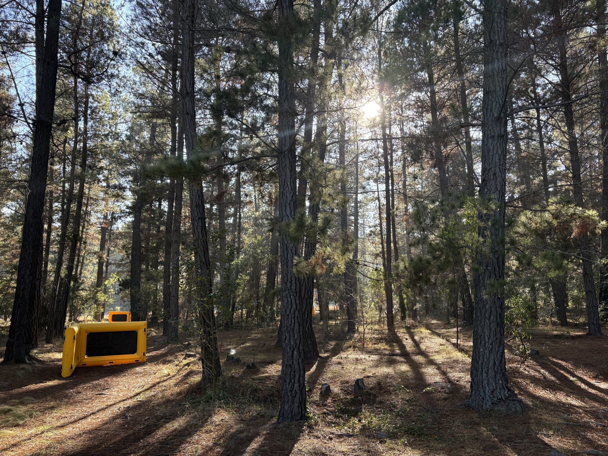 Sunlight through the pine forest at Fadden Pines