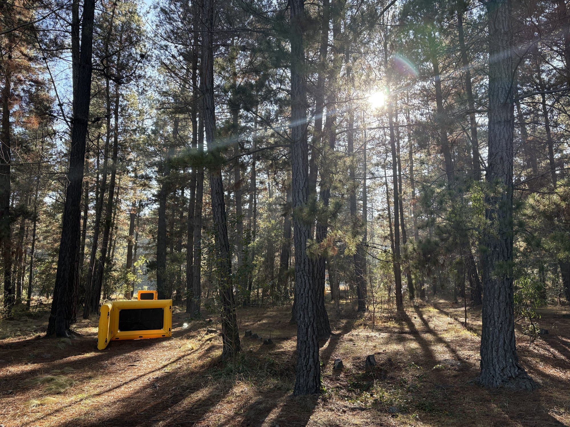 Pine forest light at Fadden Pines